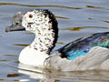 Knob-billed Duck